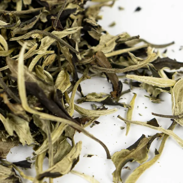 Юэ Гуан Бай 2025 2